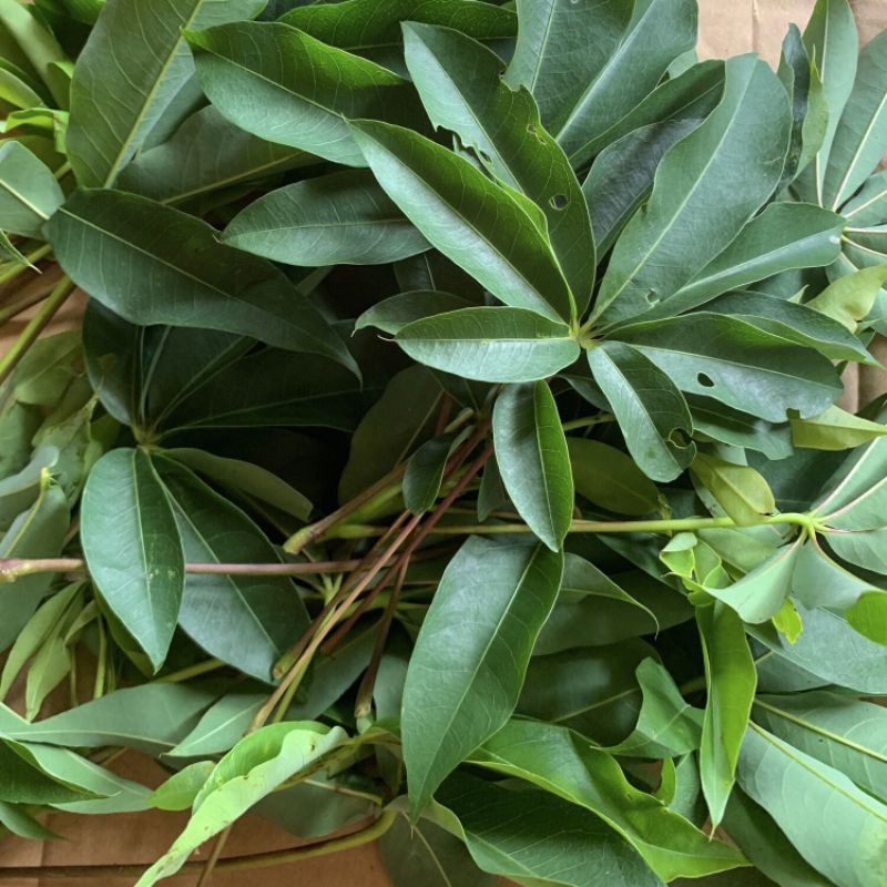 

Daun kapuk randu segar fresh dipetik dadakan saat dipesan obat herbal 100 Lembar