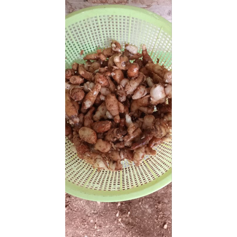 

kencur tua campur muda 1 kg