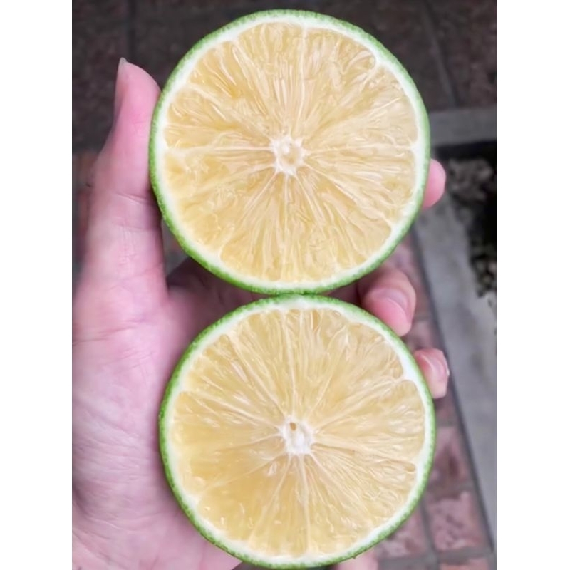 

JERUK LEMON CALIFORNIA 1KG FRESH PETIK KEBUN