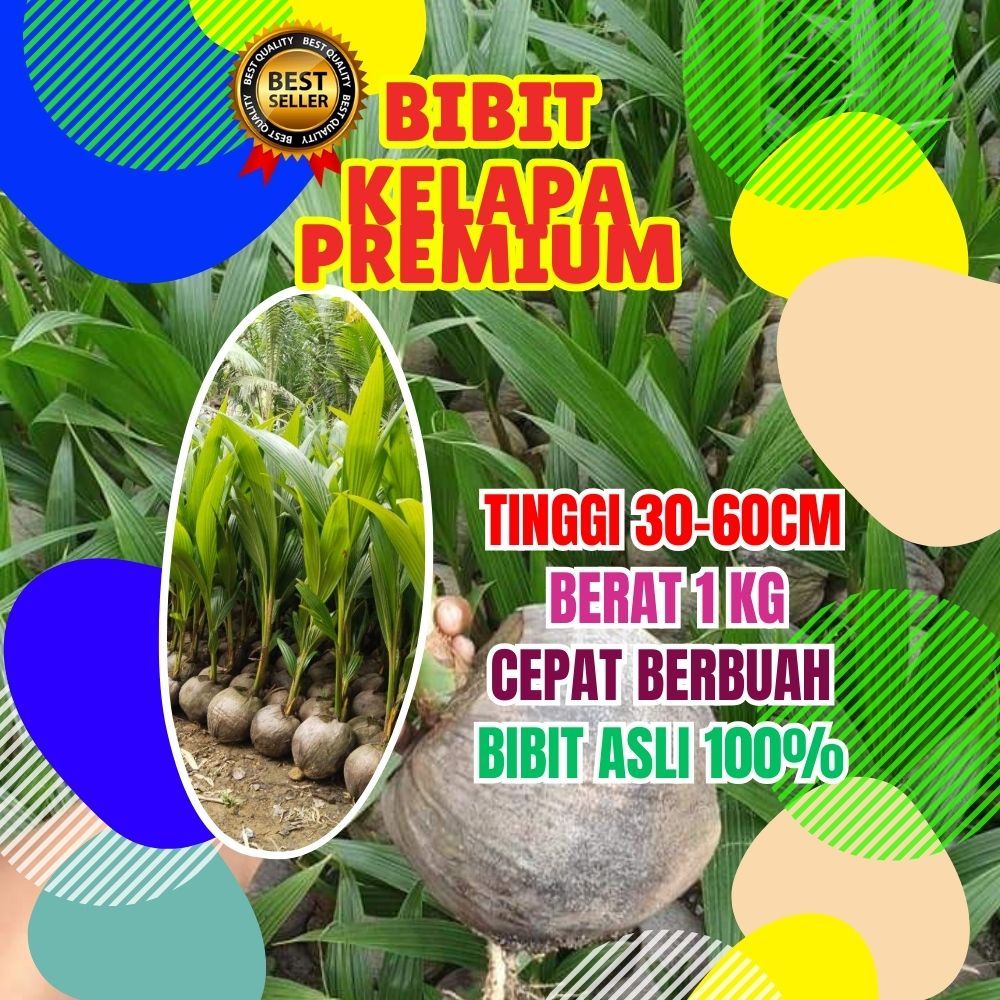 LANGSUNG PETANI.. Bibit Kelapa Genjah Pendek, Bibit Kelapa Genjah Entok