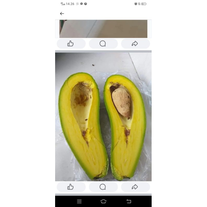 

buah alpokat burab unggulan bangka
