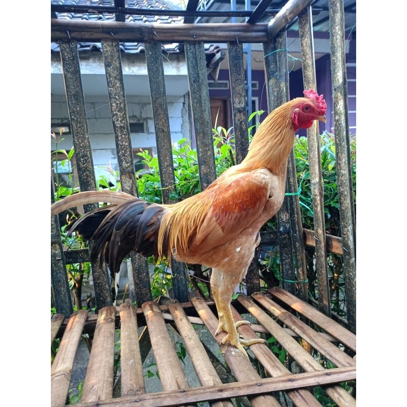 Ayam Kampung Jago Bandung Kampung Asli