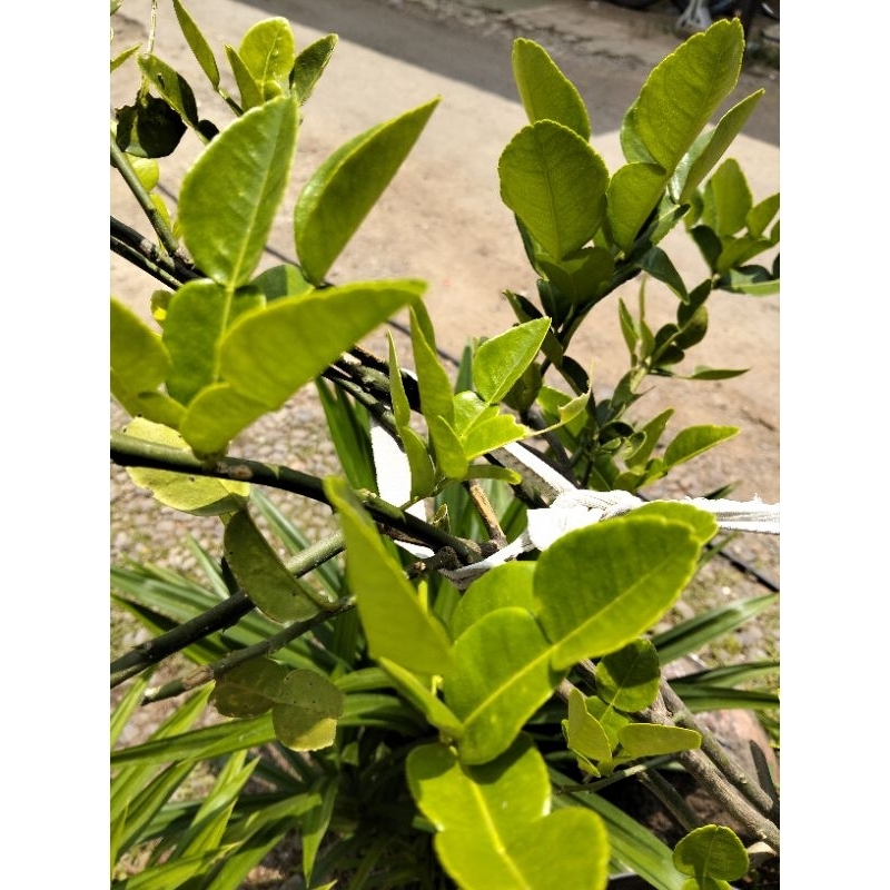 

Daun Jeruk Purut atau Daun Jeruk Masakan