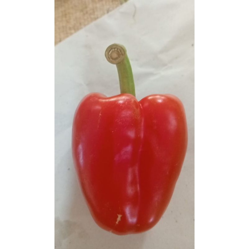 

sayur mayur paprika merah 250gr 500gr 1kg