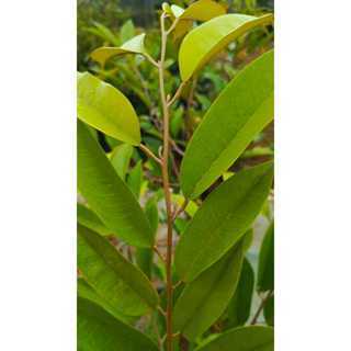 Khusus 5Pcs Entres Durian Khusus Duri Hitam Unggul Dan Murah