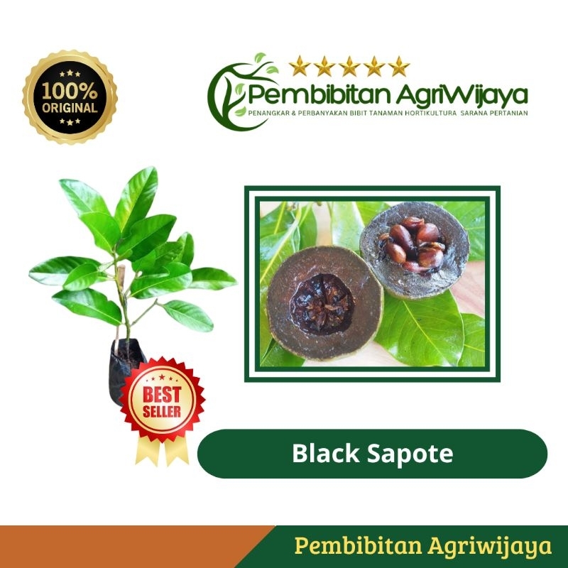 Bibit Black Sapote Giant Super Unggul Hasil Cangkok dan Okulasi Tanaman Tabulapot Cepat Berbuah Orig