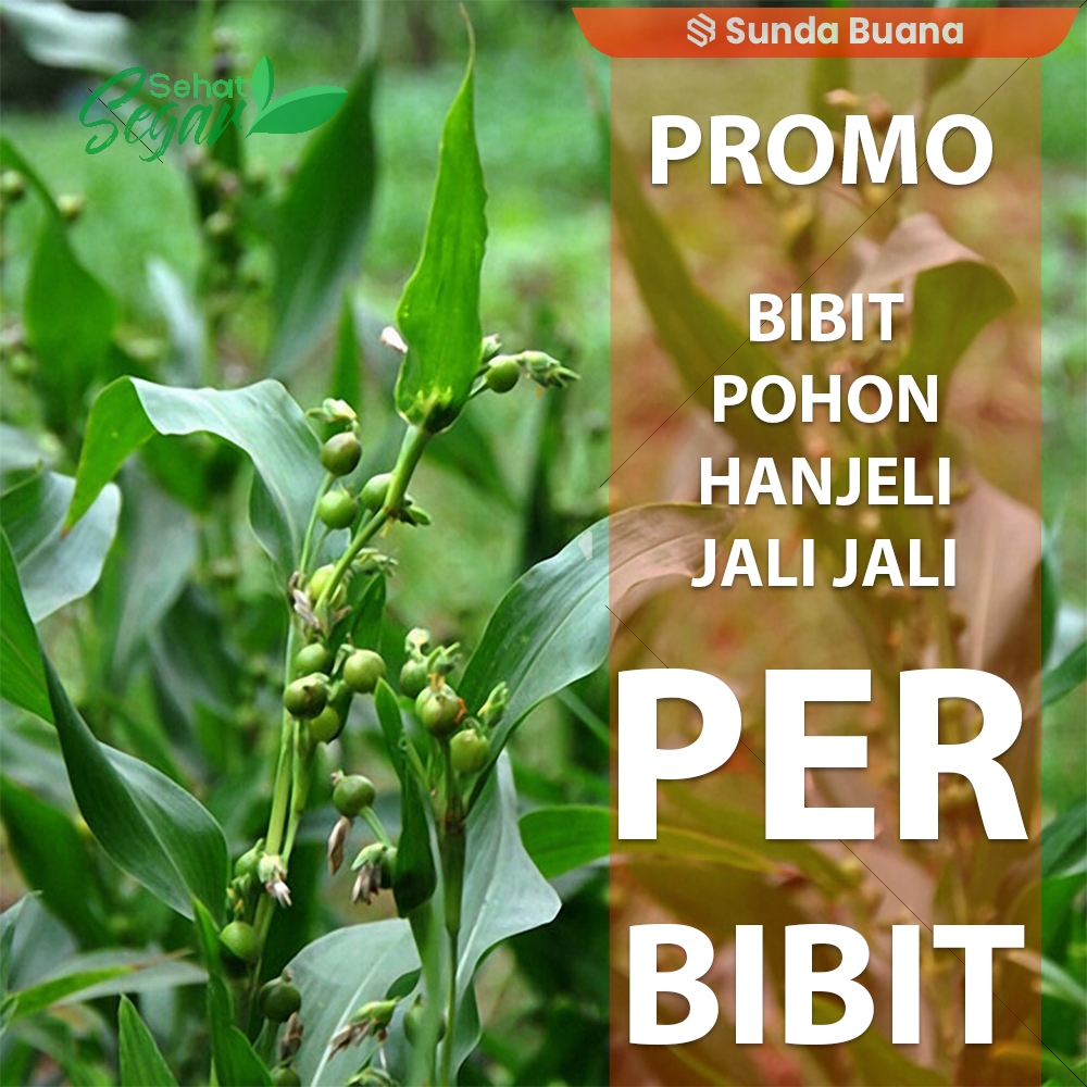 Bibit tanaman herba pohon hanjeli jali jali