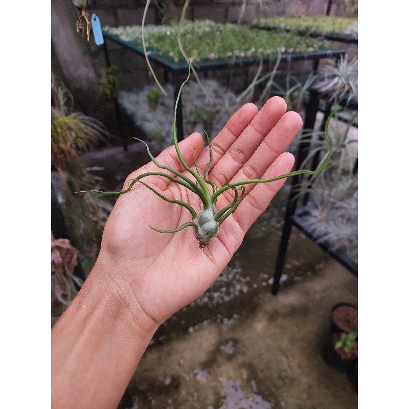 Tillandsia Bulbosa
