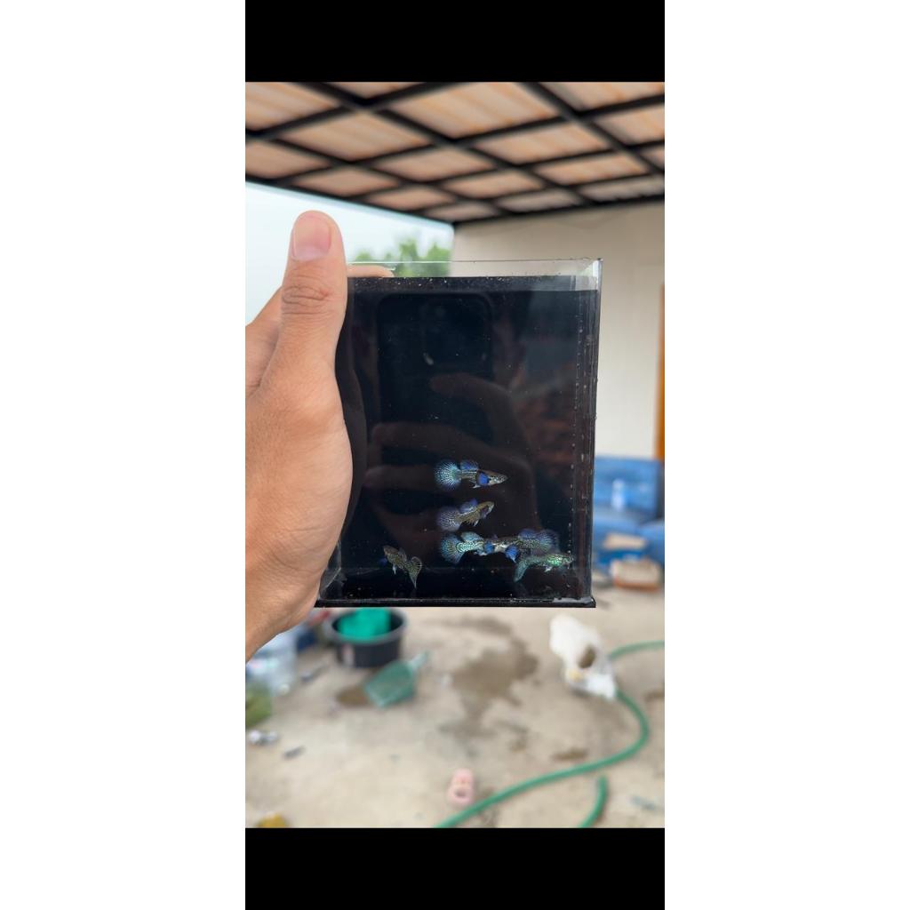Ikan Guppy Premium Grade A Blue Dragon Hiasan Aquarium