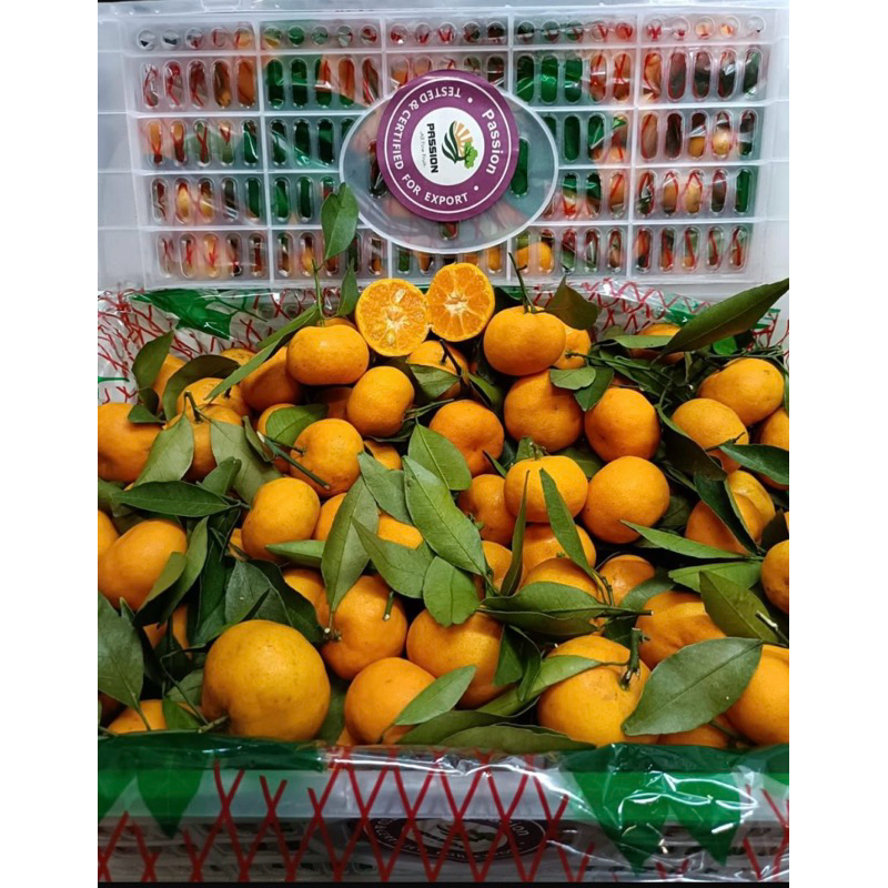 

Jeruk Santang Import 1 Krat