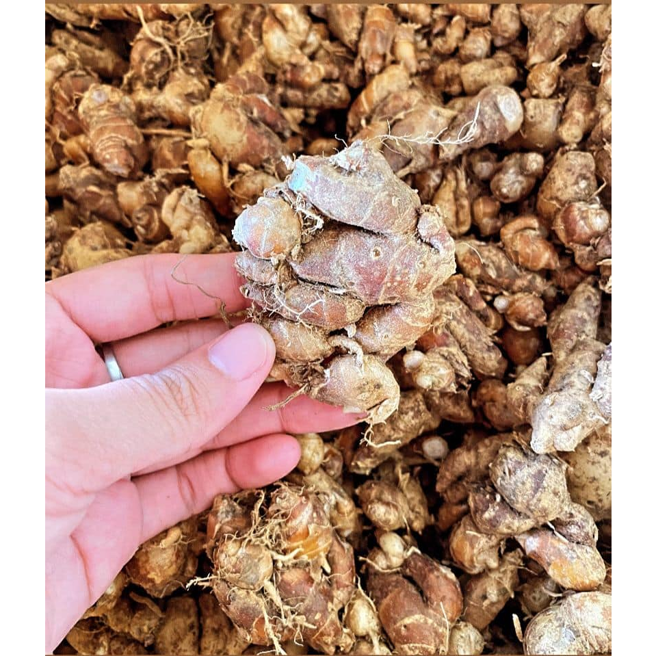 

Kencur Cikur Segar 250gr