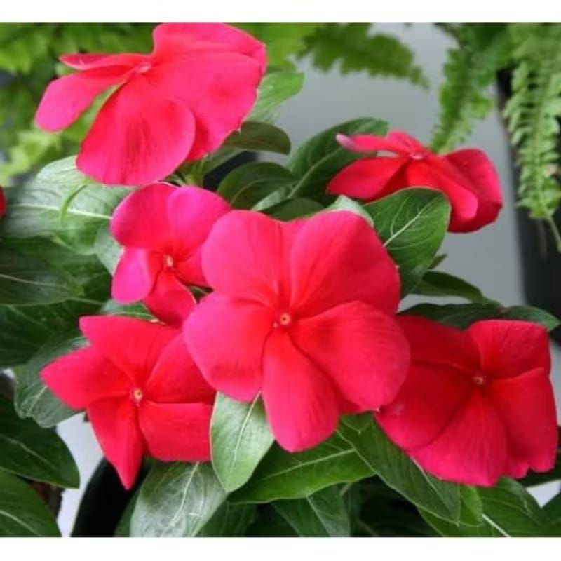 Plant/tanaman-bunga(bukan biji) VINCA Periwinkle(Tapak dara) MERAH IMPORT rimbun