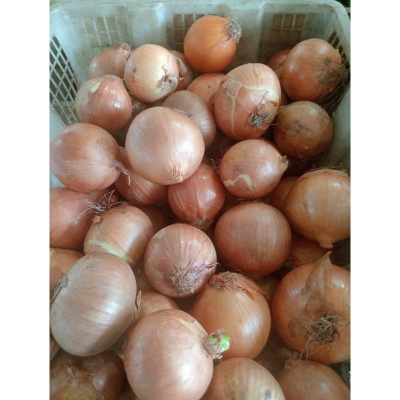 

bawang bombay impor 250gr 500gr 1000gr