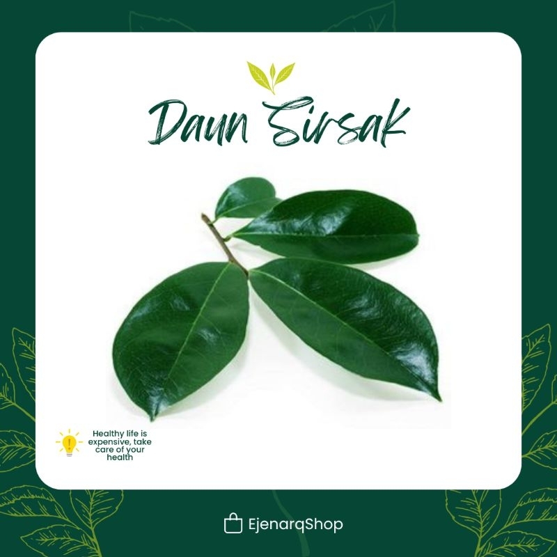 

Daun sirsak segar fresh isi 100 lembar