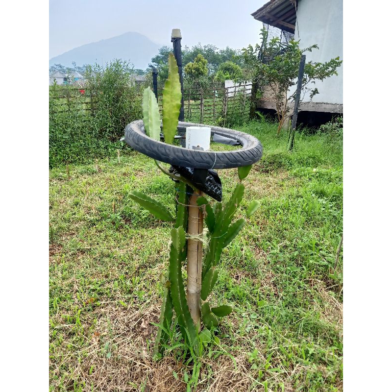 bibit buah naga merah tanaman buah naga merah