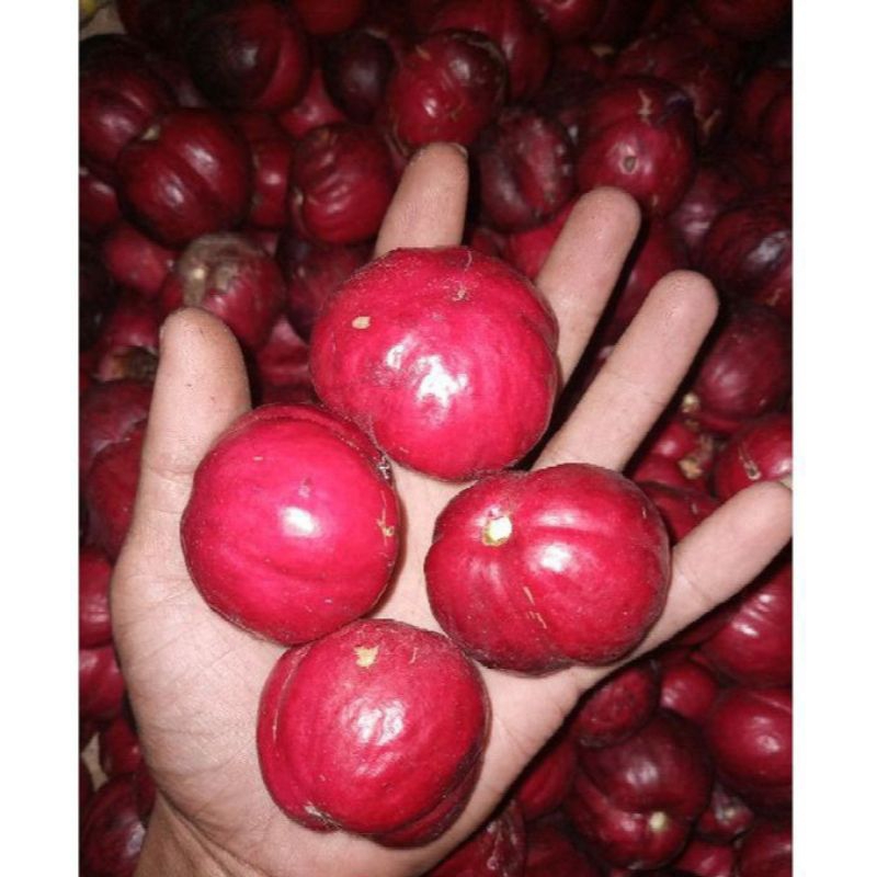 

Buah mahkota dewa/buah simalakama segar fresh 500grm