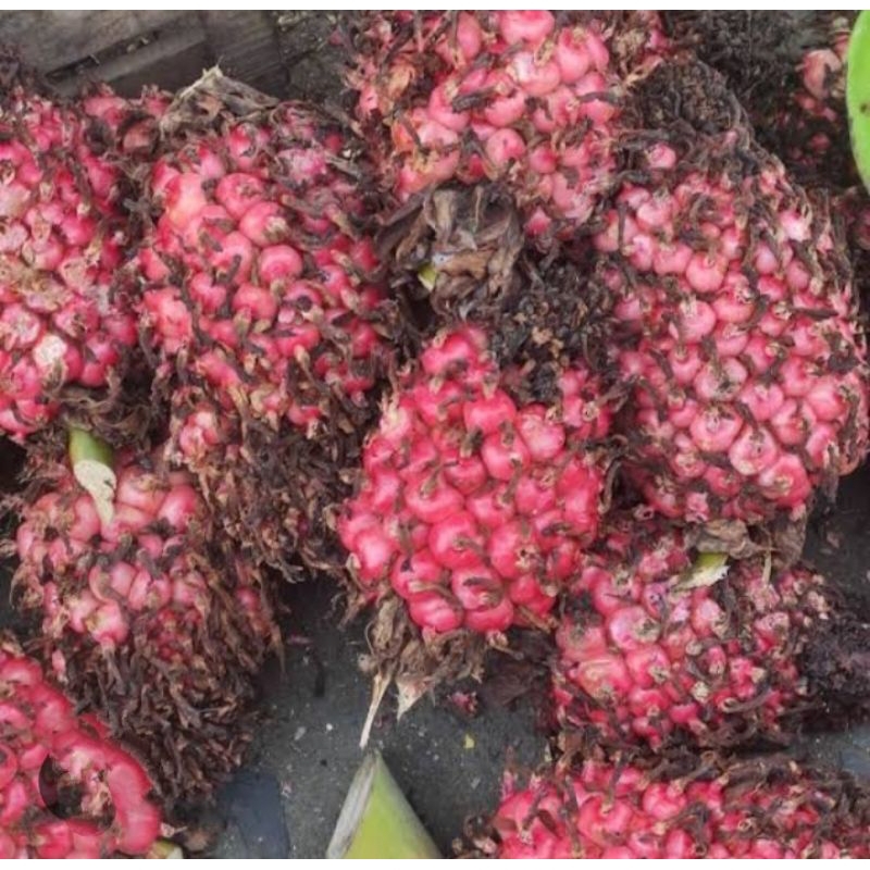 

Promo Asam Cikala paket 10kg/buah honje /buah kecombrang kincung segar COD