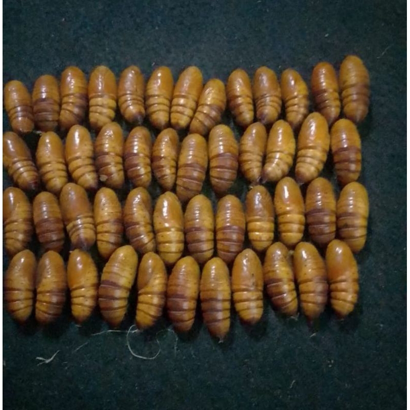 umpan bawal harian dan galatama teruji ampuh kepompong alpukat entung alpukat