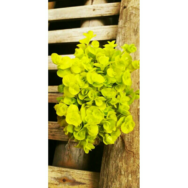 lismacia tanaman aquascape  low co2