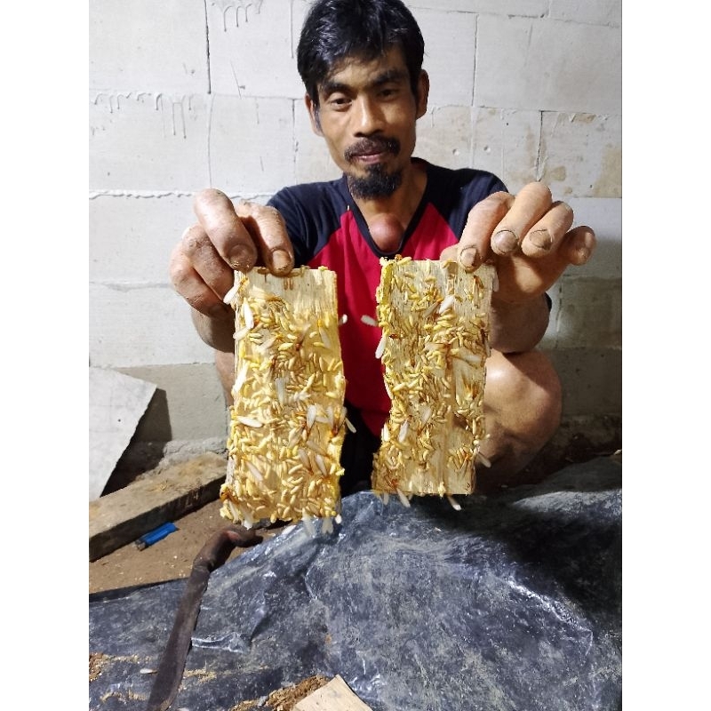 pua/poa/warangas/silaru/hidup/umpan/wader/jitu