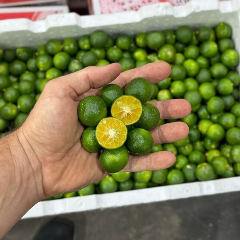 

Jeruk Peras Sonkit 500gram Ukuran Besar/Jeruk Kasturi/Jeruk lemon cui