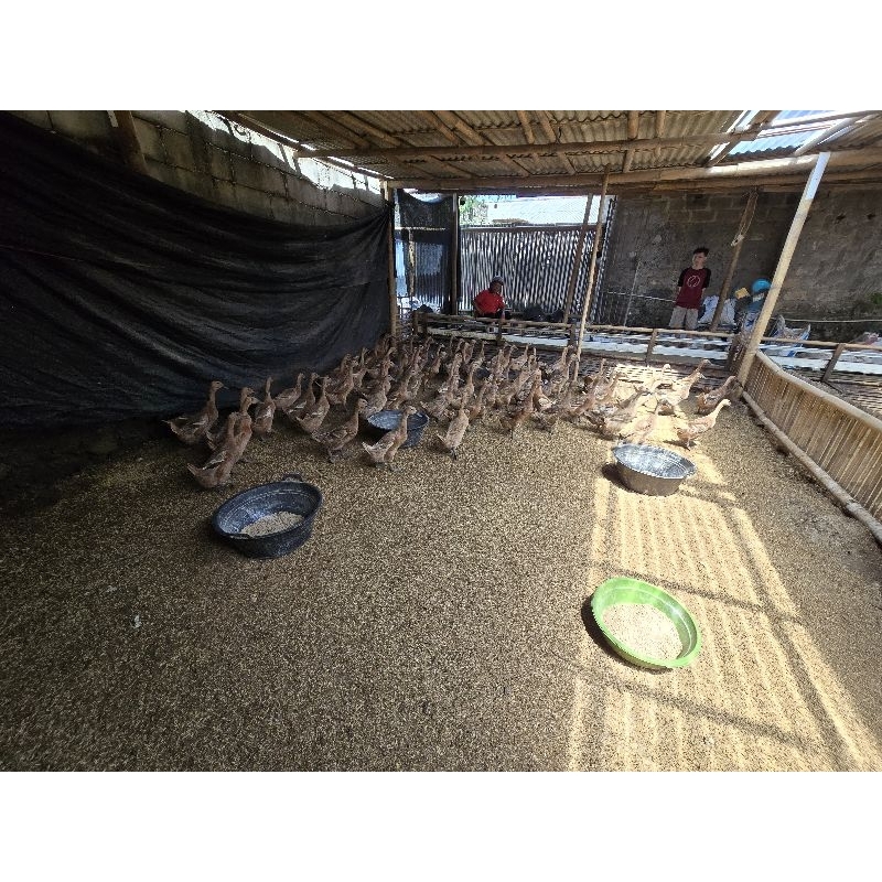 Bebek petelur mojosari