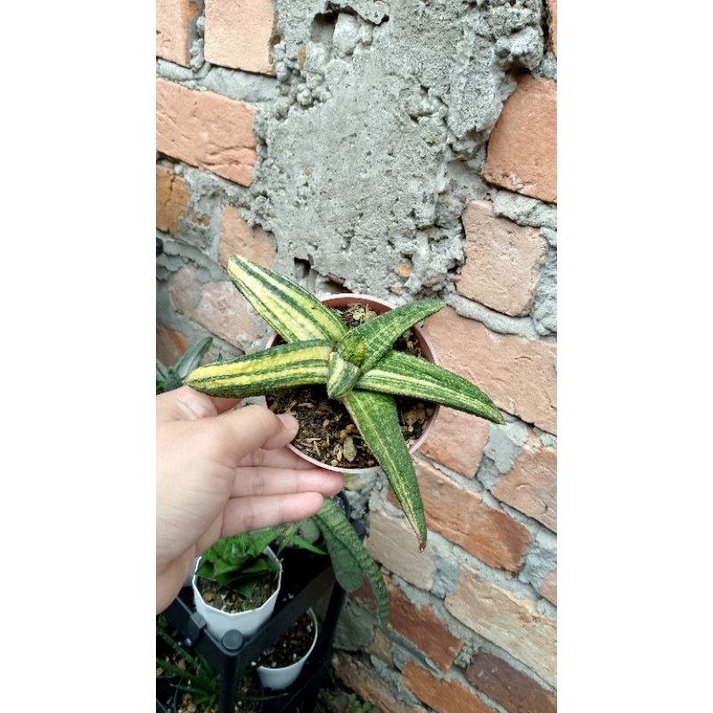 gasteria bataseana varigata