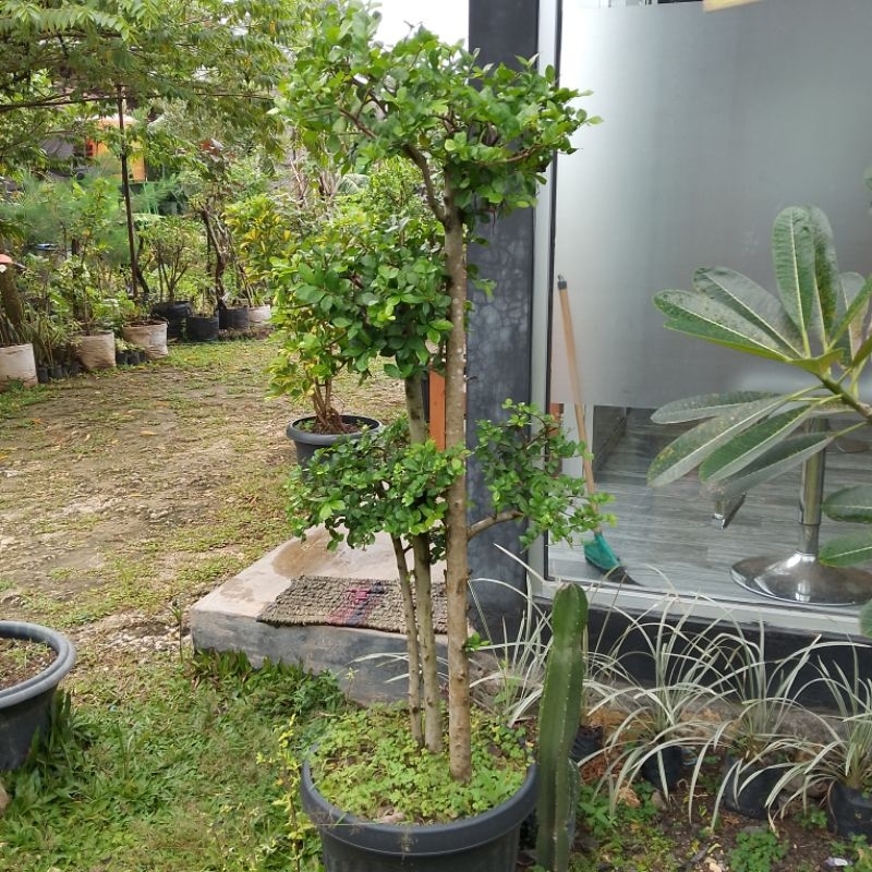 Bonsai taman serut 1 meter up