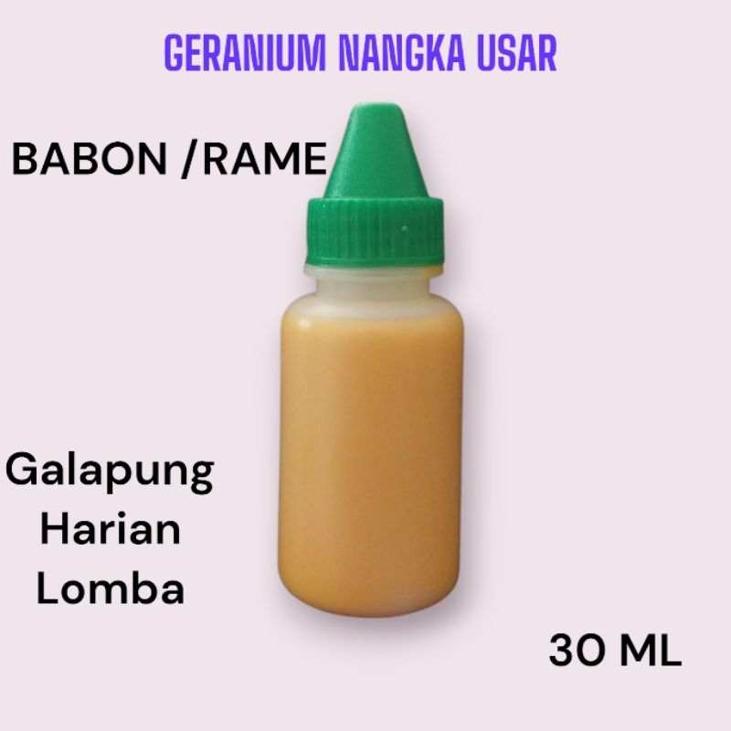 Geranium nangka usar