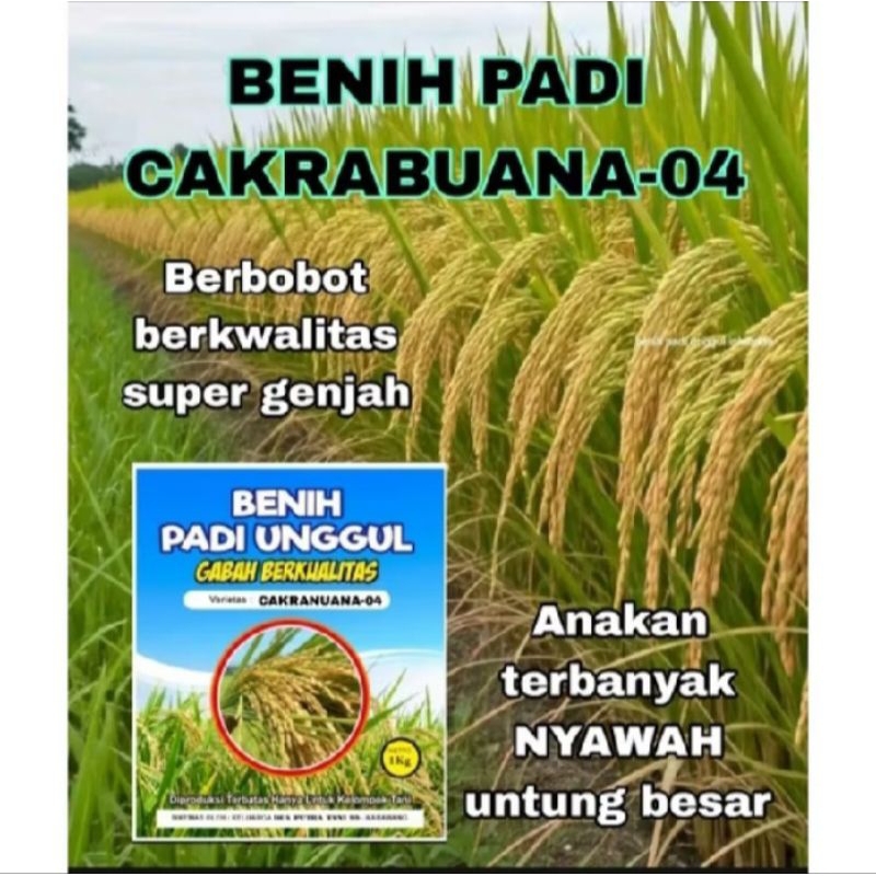 BENIH PADI CAKRABUANA.04(1kg).