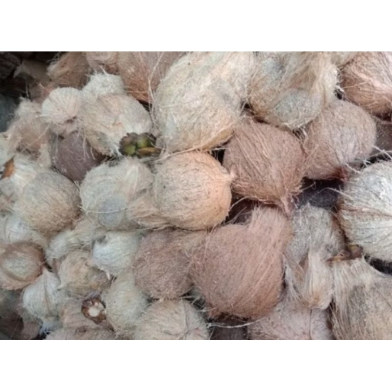 

kelapa utuh siap untuk digunakan