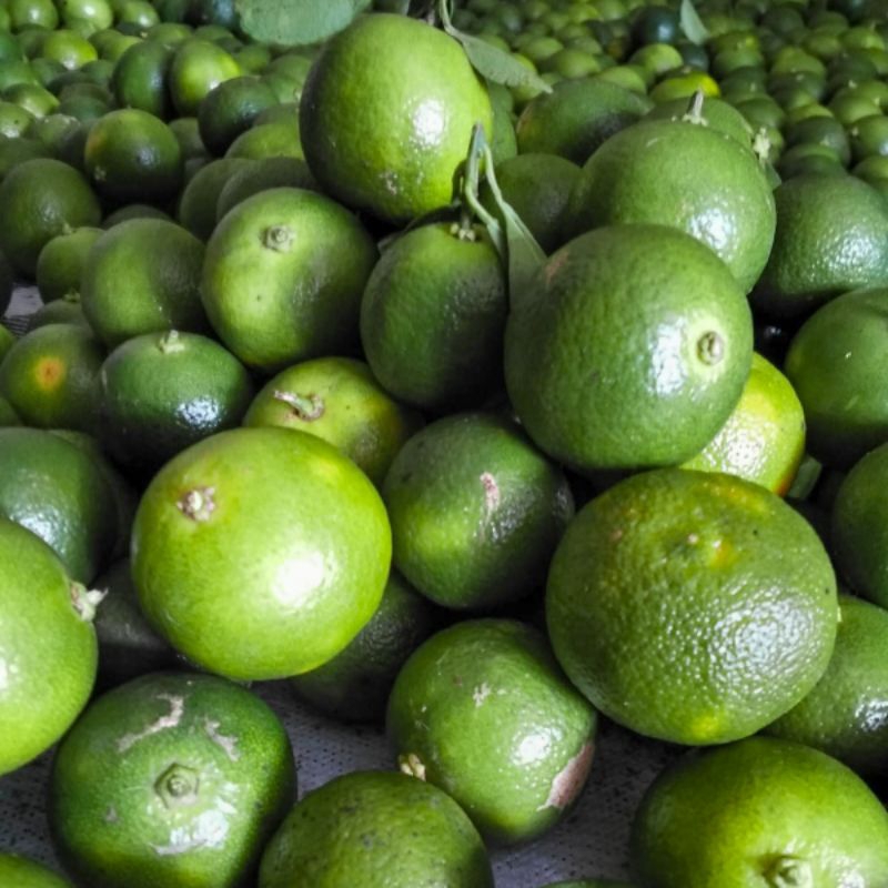 

5kg jeruk sonkit kasturi kunci