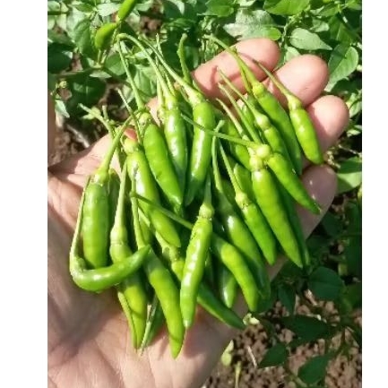 

Cabe Rawit Hijau