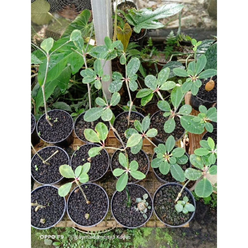 tanaman euphorbia bongolavensis