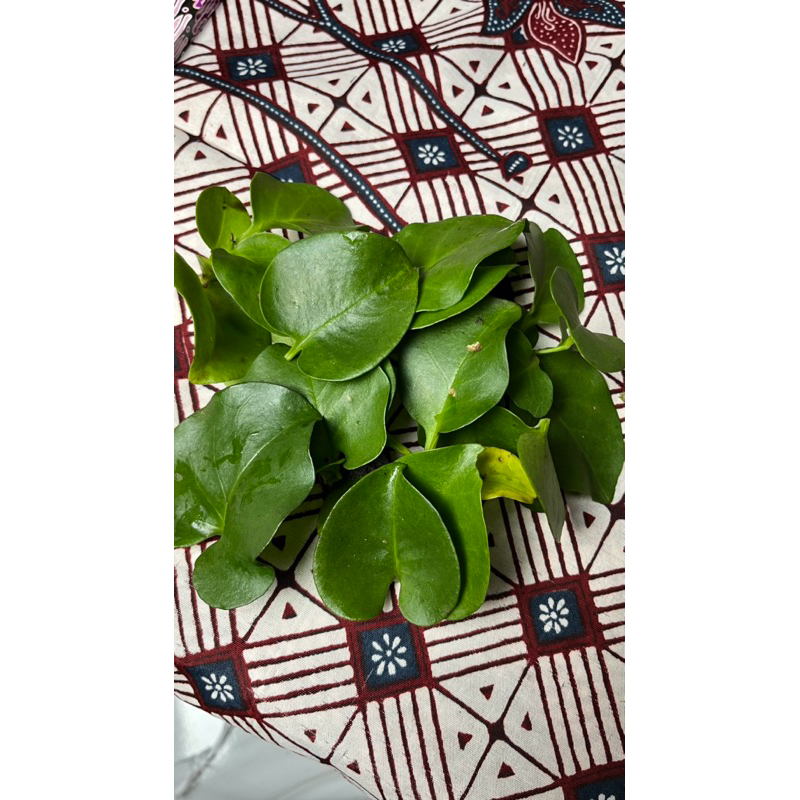 

Daun Binahong Hijau 100 lembar Murah