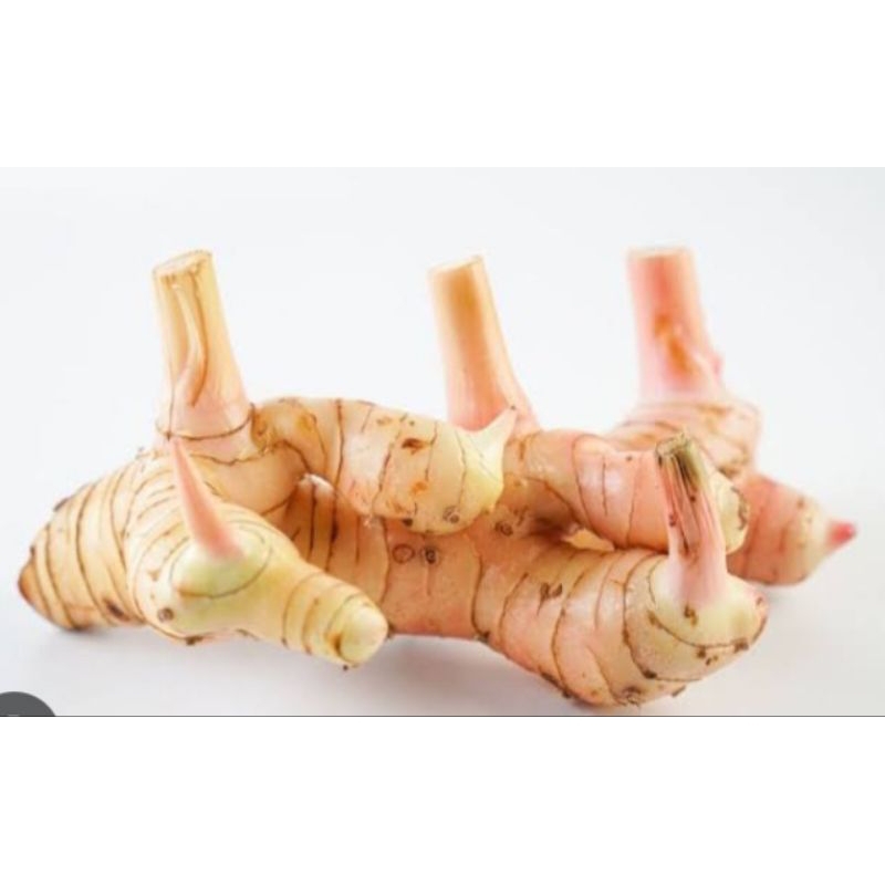 

lengkuas/laos bumbu dapur