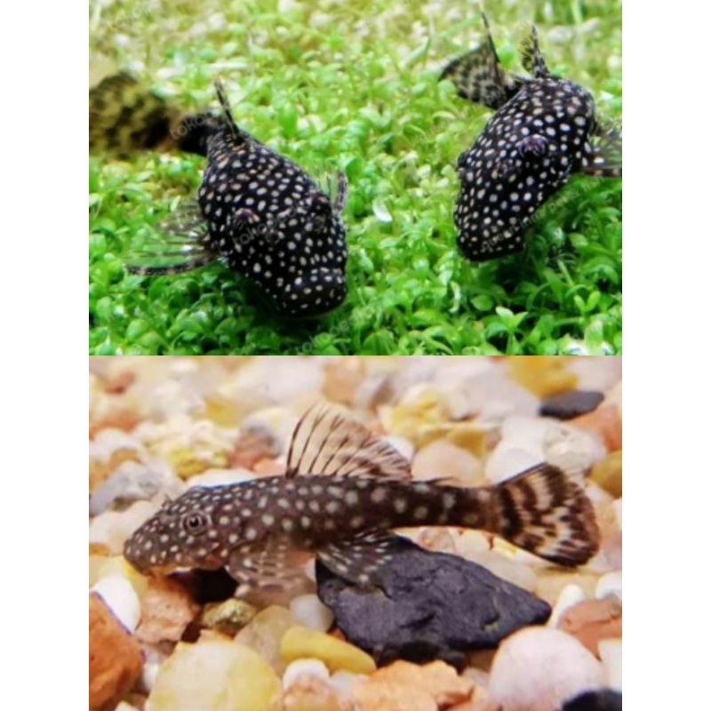 Promo pembersih 3 pleco Mini L144