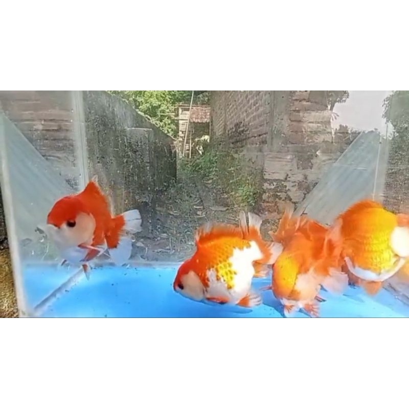 ikan mas koki oranda jumbo