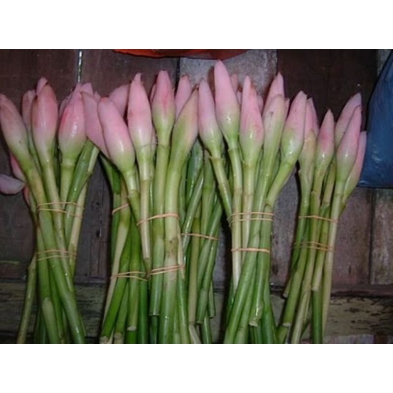 

Bunga Kecombrang Segar – 100% Alami Rempah Khas Indonesia untuk Sambal, Tumisan, dan Sup