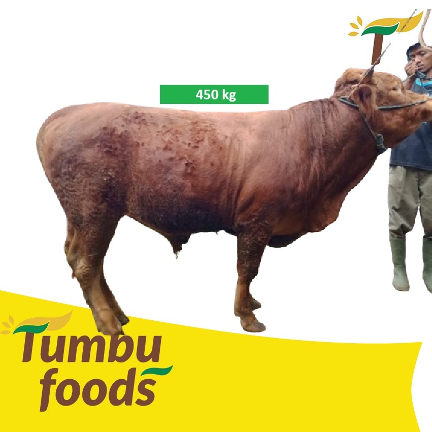 Sapi Kurban Idul Adha Hewan Hidup - DP/Booking Fee - Free Ongkir Qurban