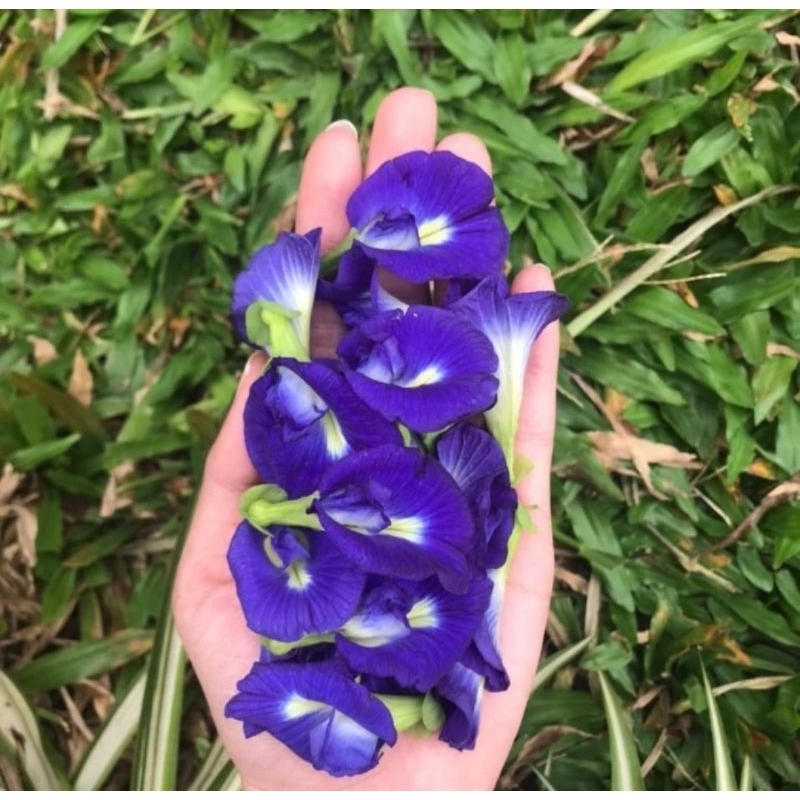 

Bunga Telang Ungu untuk Minuman Kembang Teh Butterfly Pea