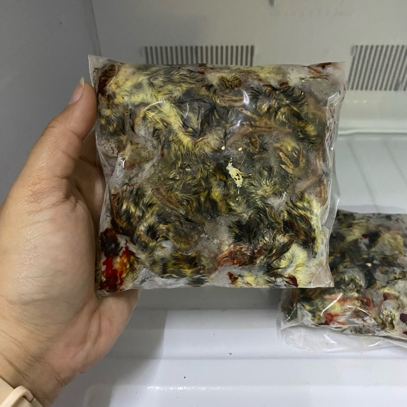 Anakan Burung Puyuh DOQ Frozen dengan bulu per Pack isi 30pcs