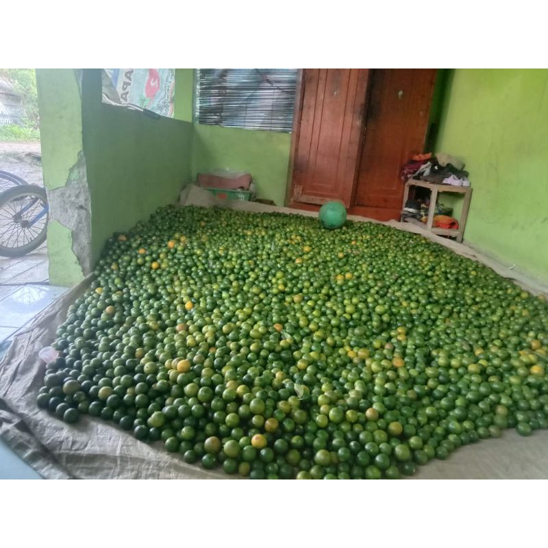

PAKET KHUSUS 25Kg JERUK SONKIT / PERAS BOGOR PEKING KAYU