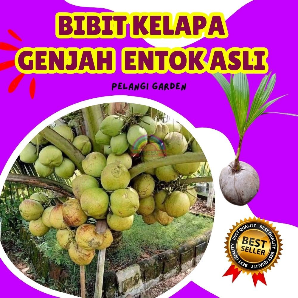 CEPAT BERBUAH.. Bibit Kelapa Hijau, Bibit Kelapa Hibrida Hijau Jumbo