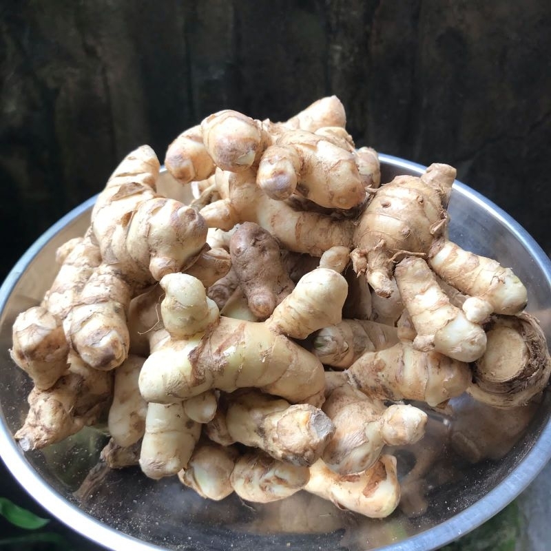 

KUNYIT PUTIH SEGAR 1 KG | HERBAL ALAMI