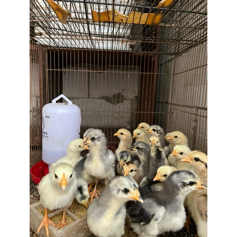 ANAK AYAM BANGKOK X PAKHOY