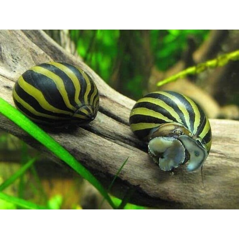 Keong turbo Aquascape/Keong Hias Aquascape/Pembersih Alga Aquascape