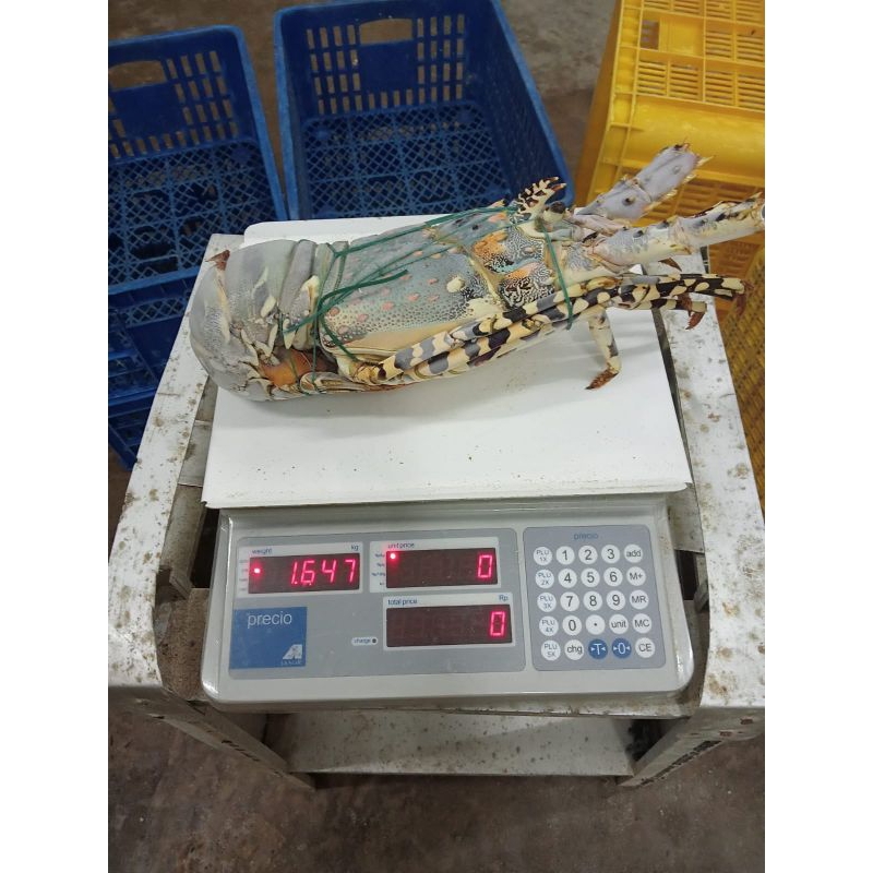 

LOBSTER MUTIARA FRESH FROZEN 1KG UP | LOBSTER LAUT MUTIARA FROZEN UKURAN BESAR