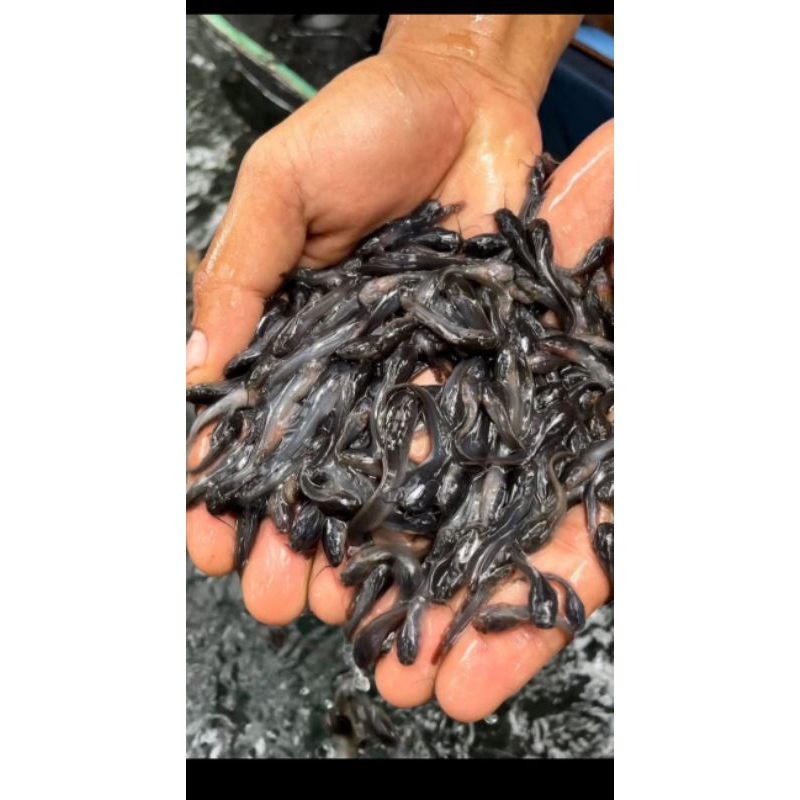 Bibit ikan lele ukuran 2-3cm paket isi 70 ekor