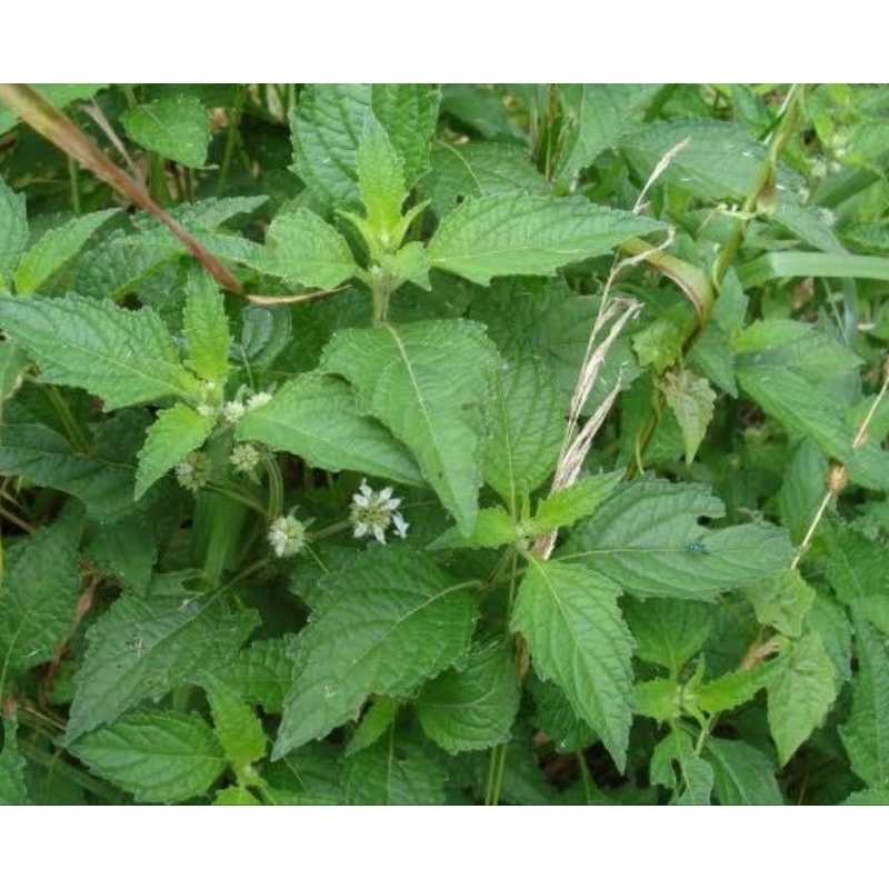 

Daun pusar daun genggeyan segar 500 gram